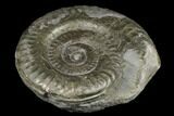Jurassic Ammonite (Hildoceras) - England #181881-1